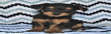Sweetie