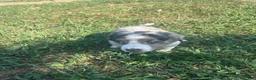 Australian Shepherd dogs for sale: Blue merle - Ad 2