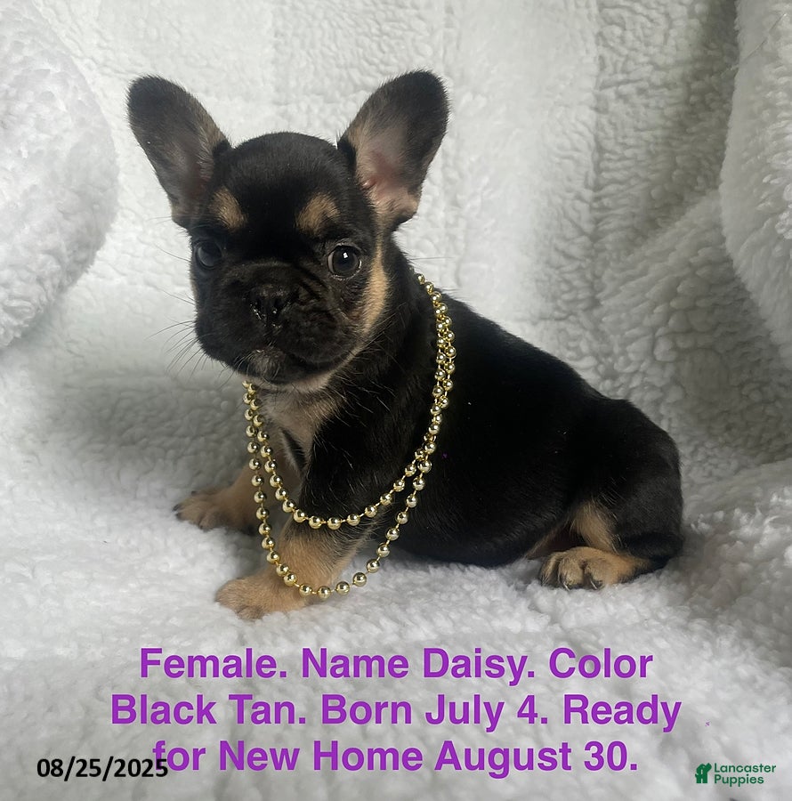 French Bulldog dogs Daisy - Ad 28