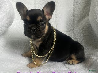 French Bulldog dogs Daisy - Ad 35