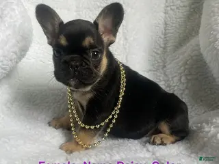 French Bulldog dogs Daisy - Ad 34