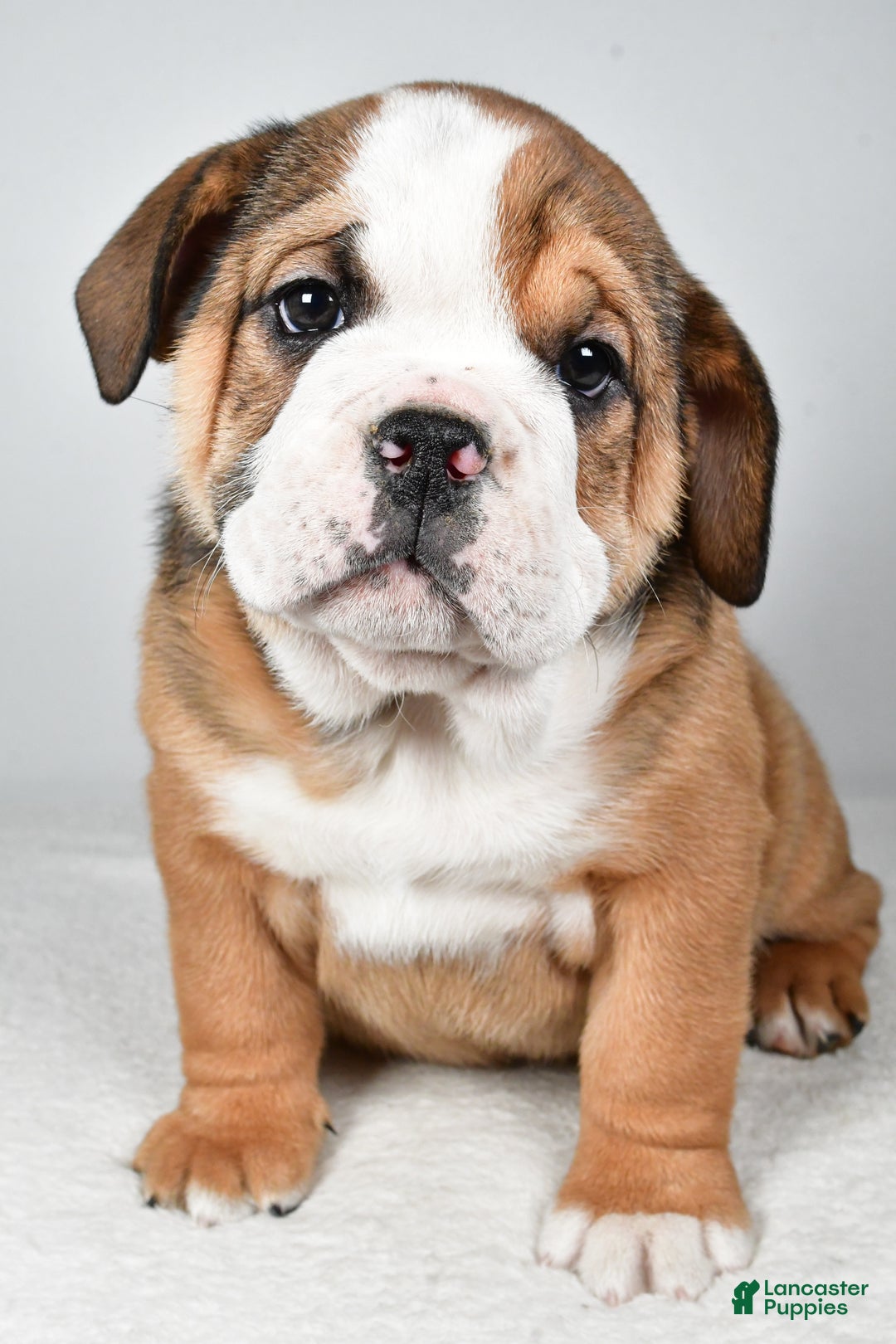 Beabull dogs for sale: Millie - Ad 2