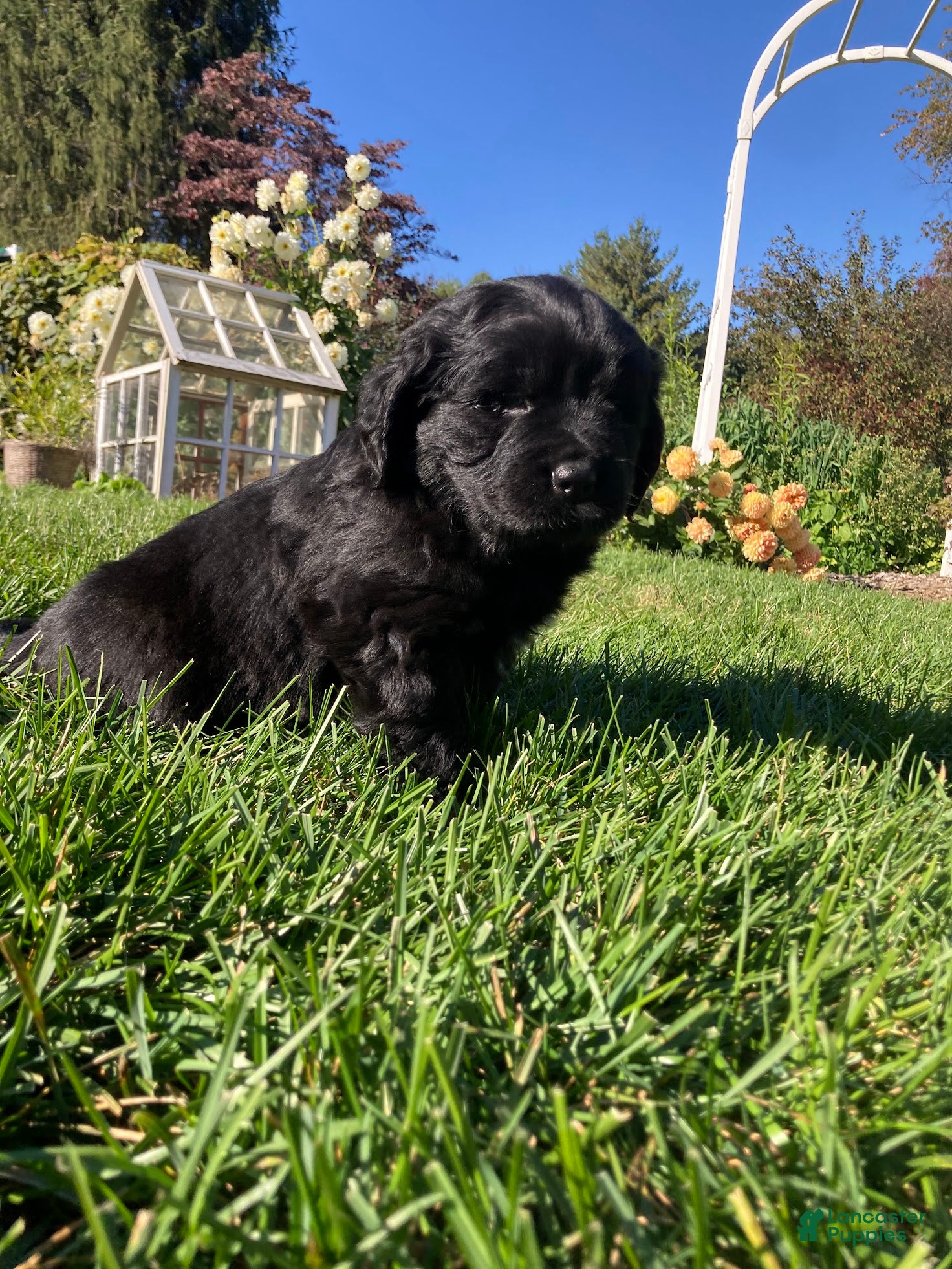 Newfoundland dogs for sale: Olivia - Ad 2
