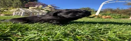 Newfoundland dogs for sale: Olivia - Ad 2