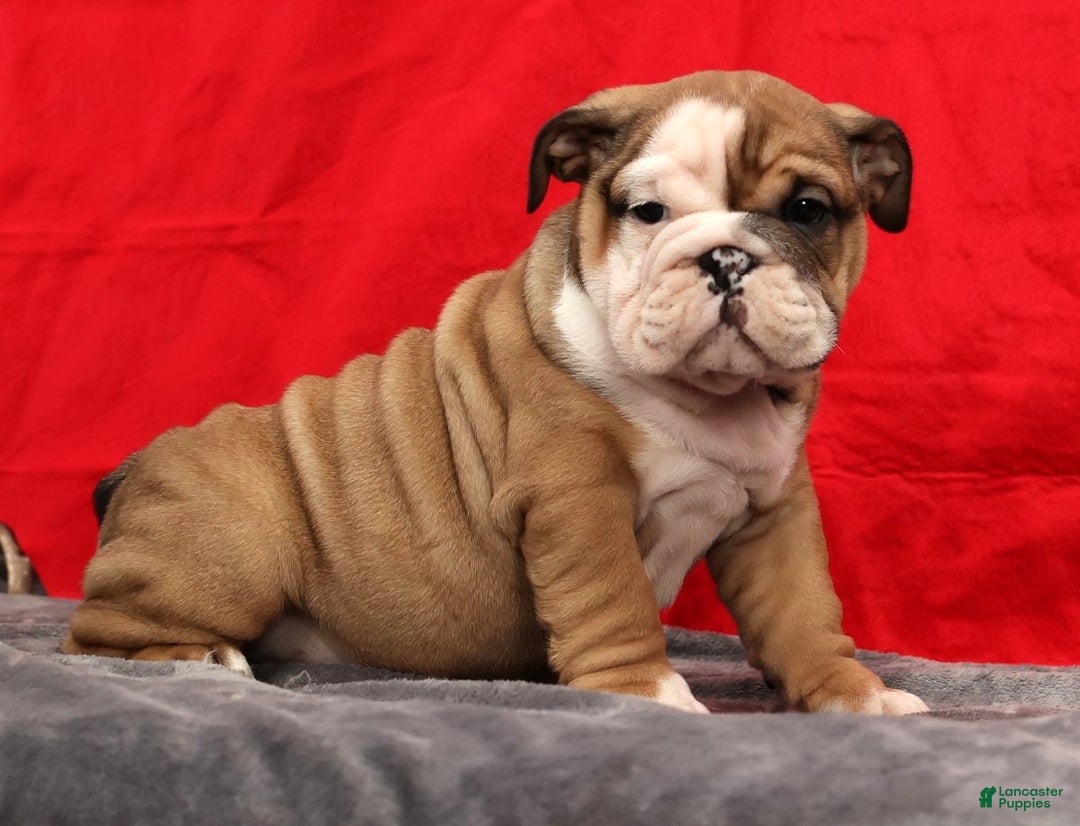 English Bulldog dogs for sale: Kenny - Ad 4