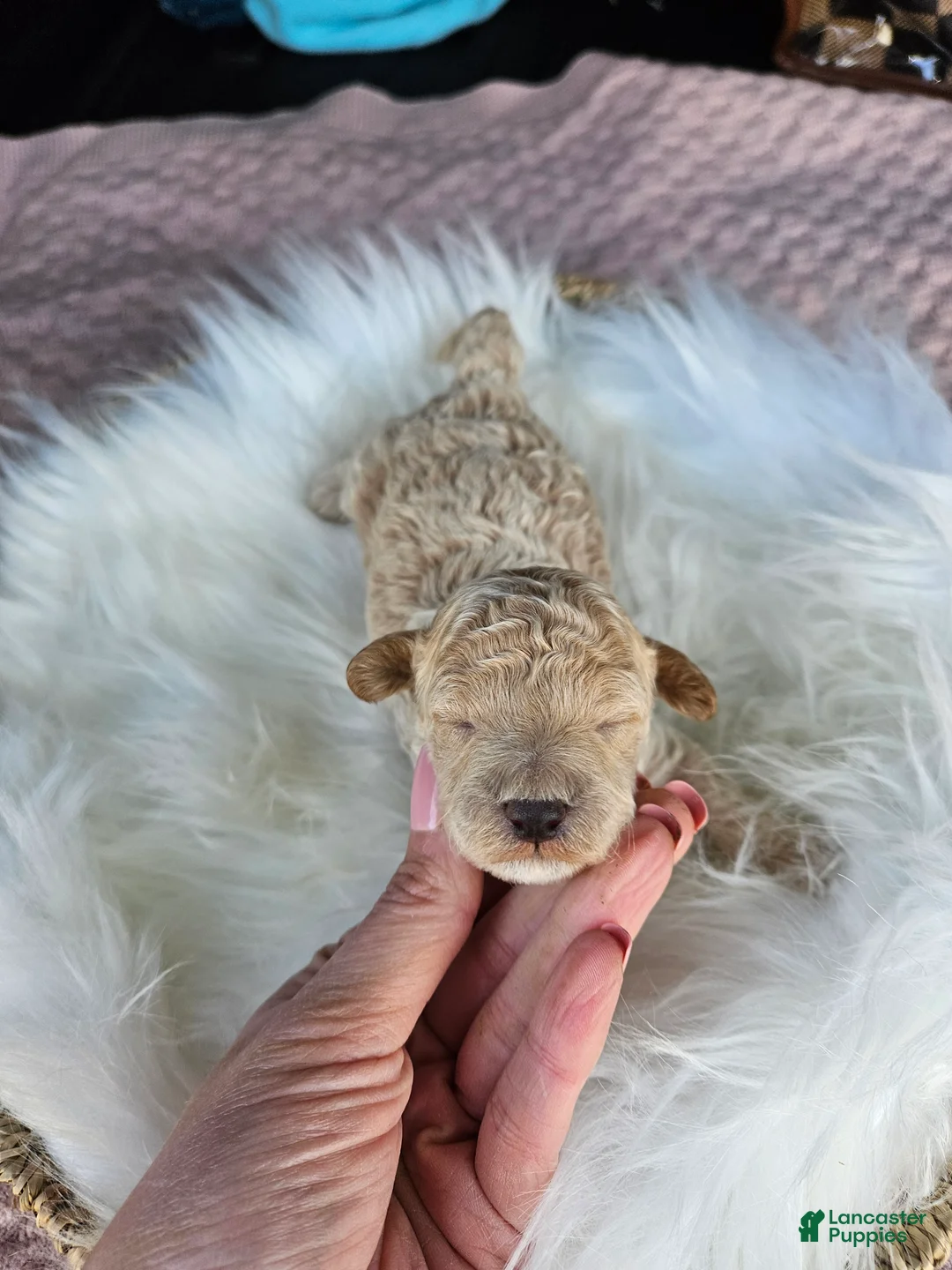 Cavapoo dogs for sale: Winston - Ad 3