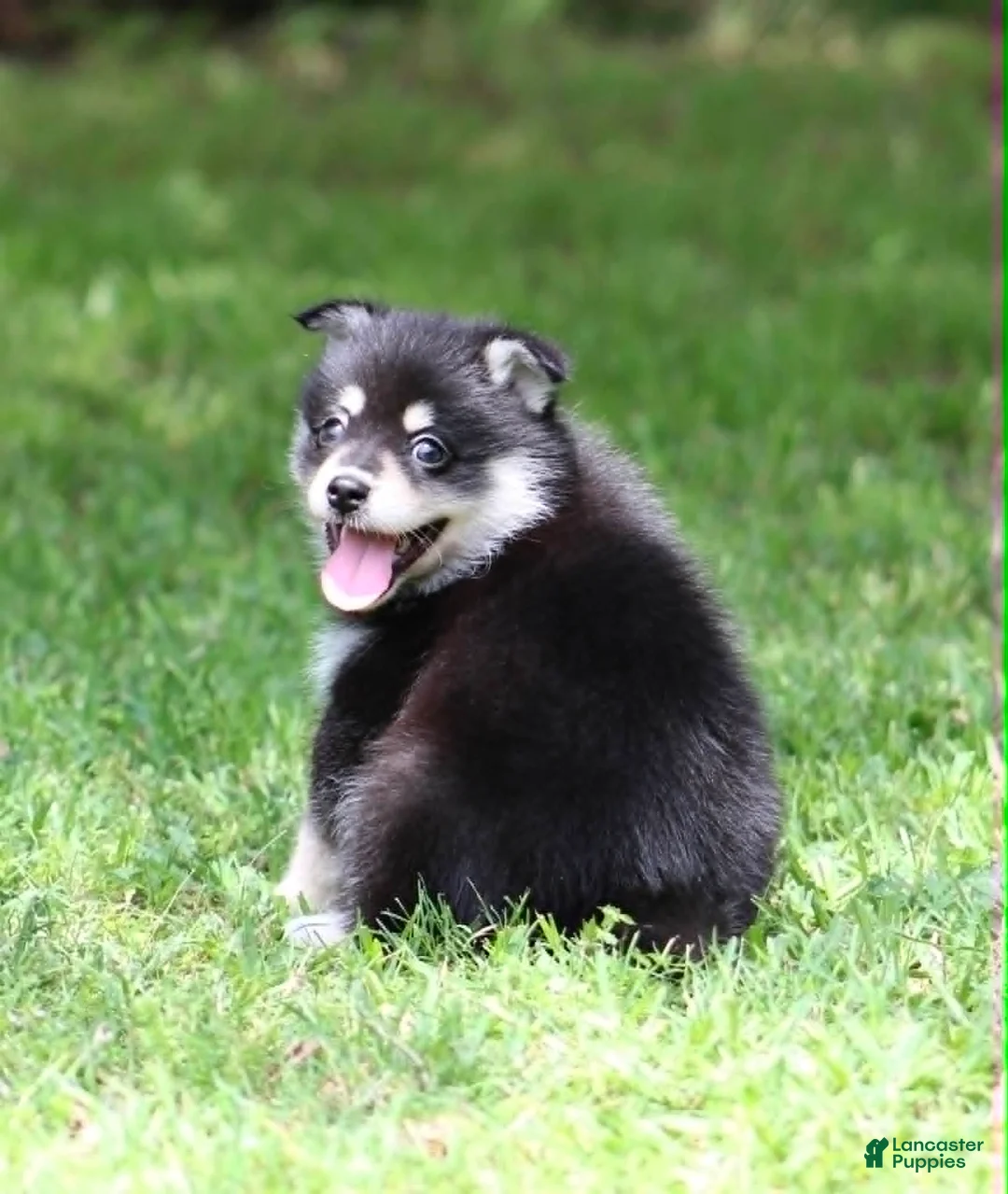 Pomsky dogs for sale: Dandy - Ad 1