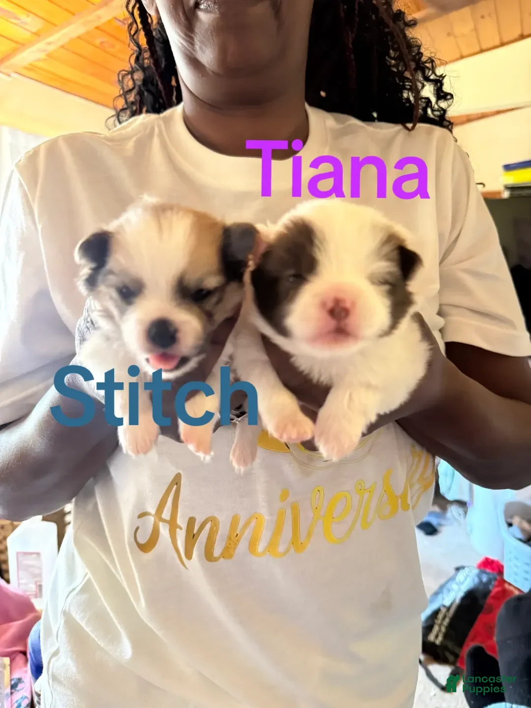 Pomeranian dogs for sale: Stitch  - Ad 2