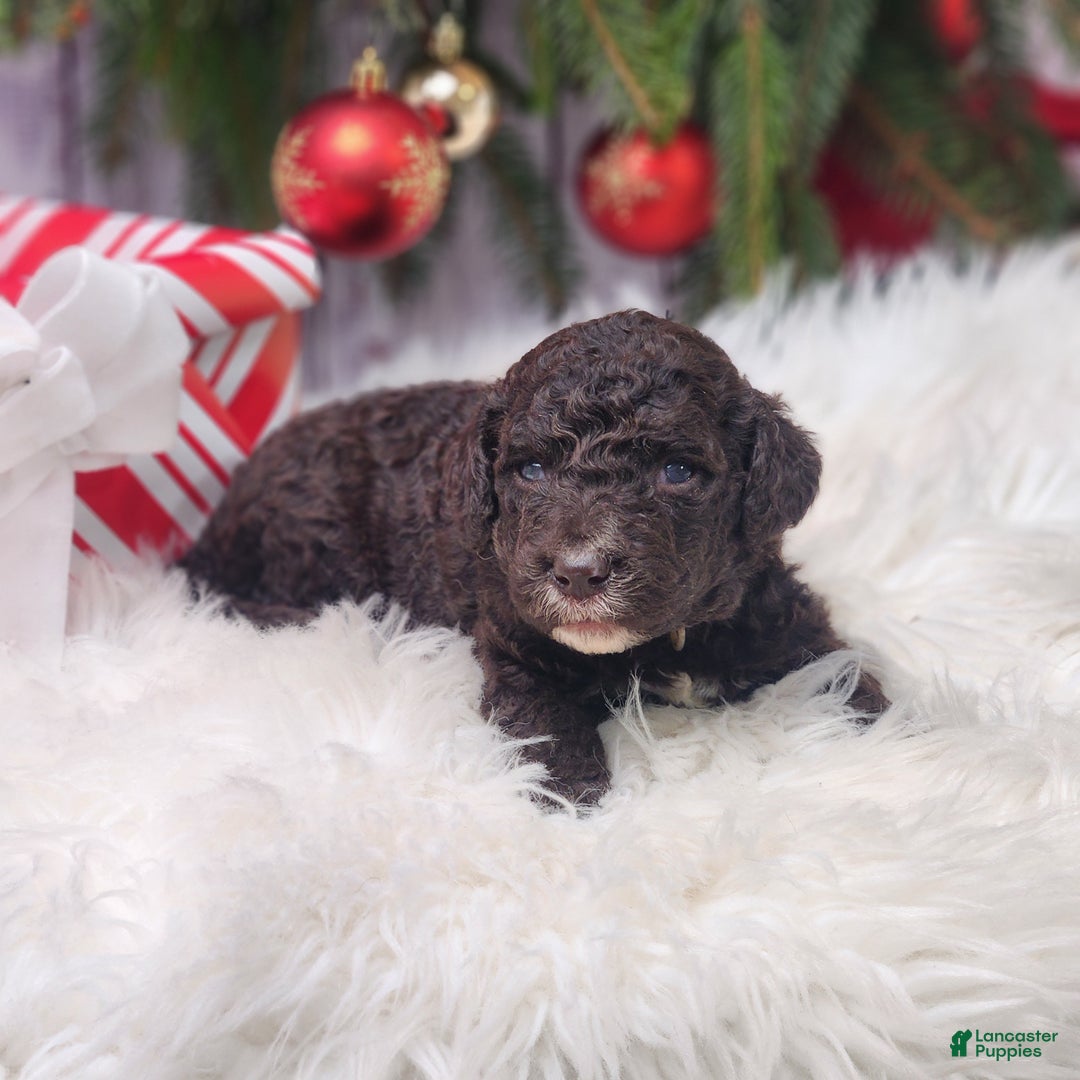 Labradoodle dogs for sale: Victoria - F1B - Ad 4