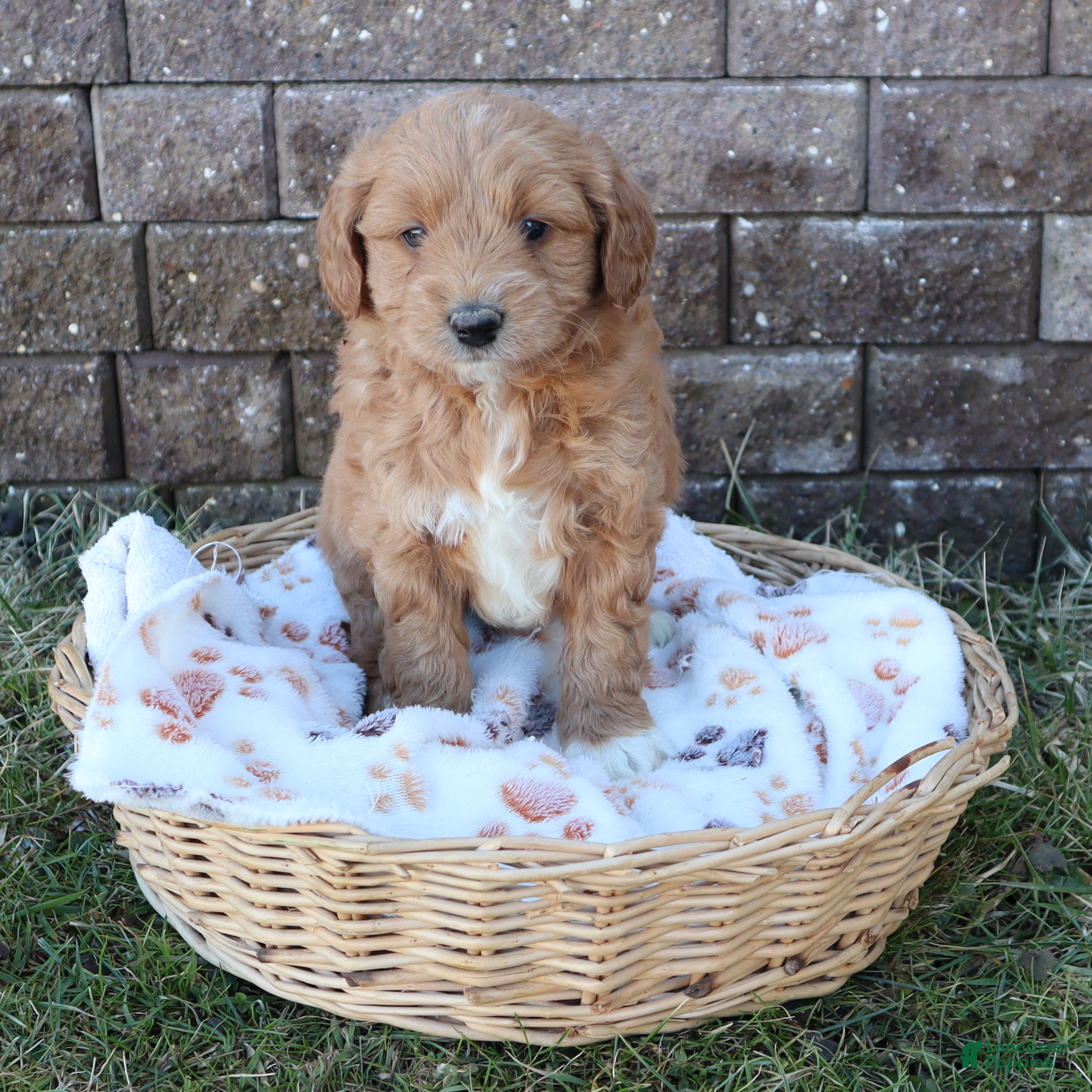 Mini Goldendoodle dogs Chet - Ad 2