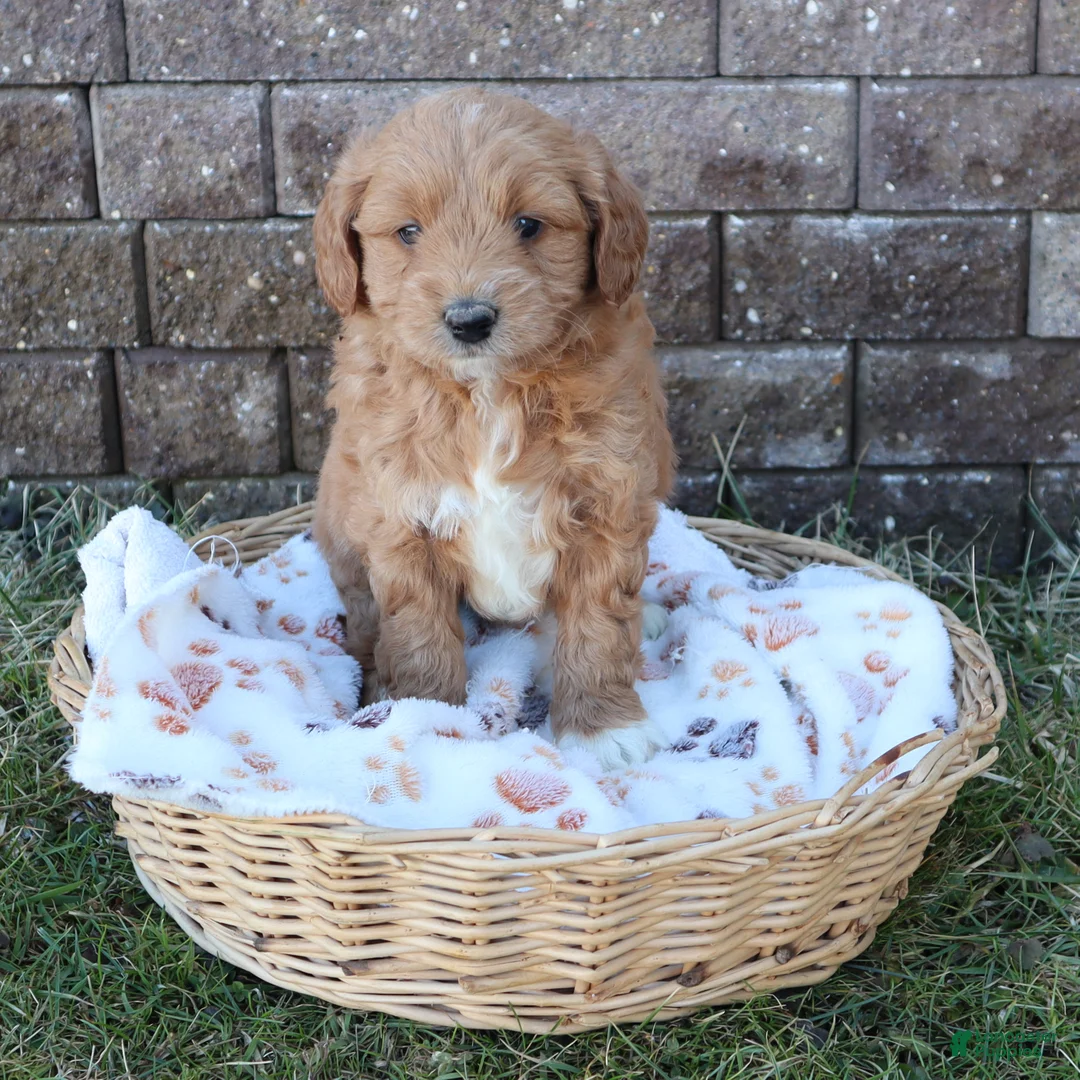 Mini Goldendoodle dogs for sale: Chet - Ad 2