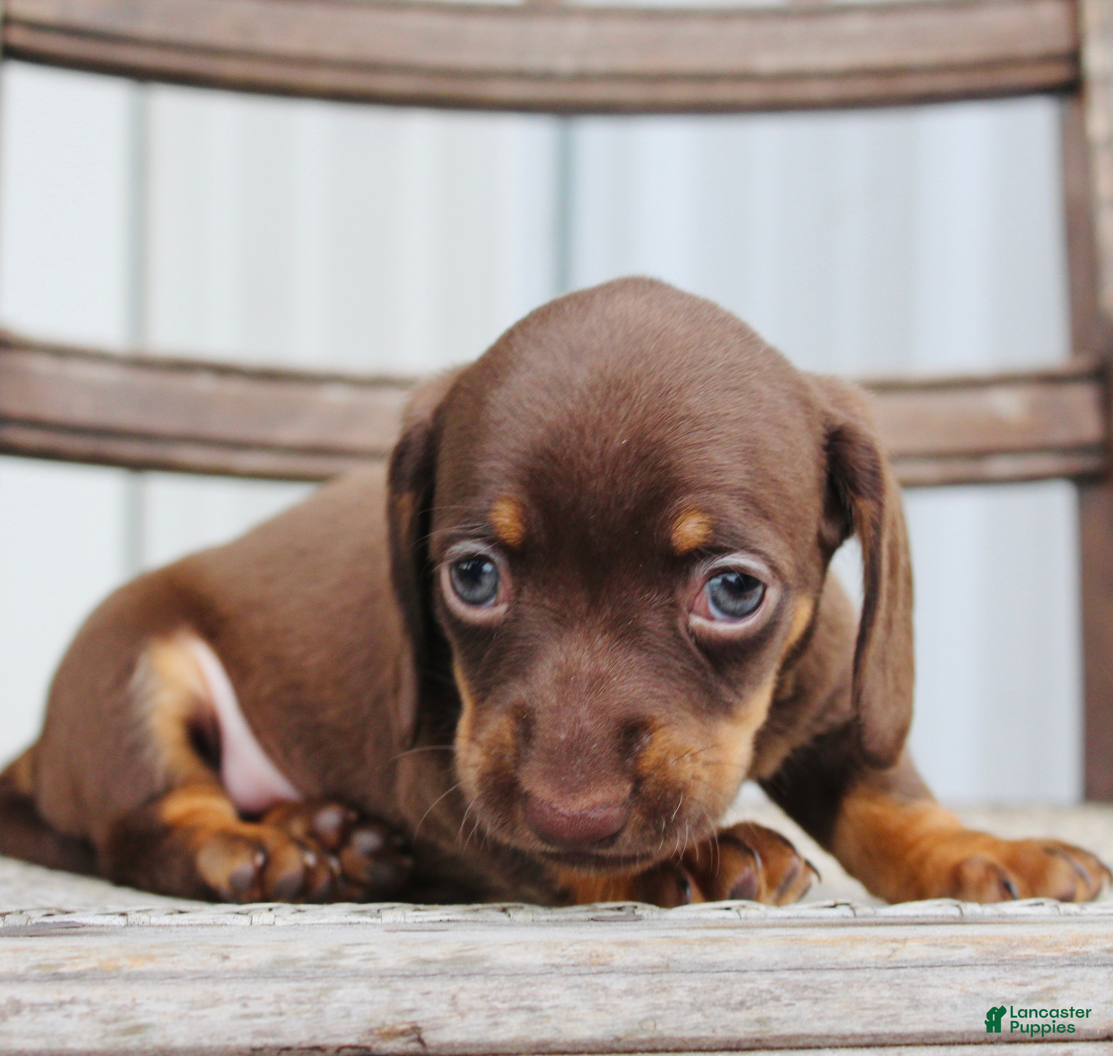 Miniature Dachshund dogs for sale: Axel - Ad 1