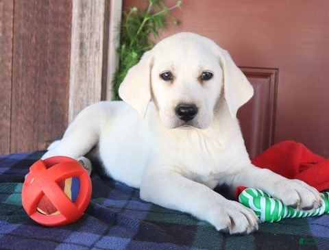 Labrador Retriever dogs Oakley - Champion lines - Ad 1