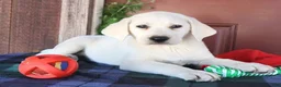 Labrador Retriever dogs for sale: Oakley - Champion lines - Ad 1