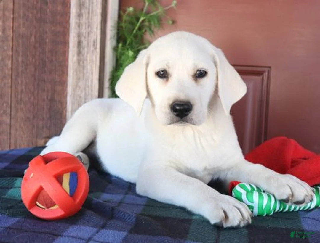 Labrador Retriever dogs for sale: Oakley - Champion lines - Ad 1