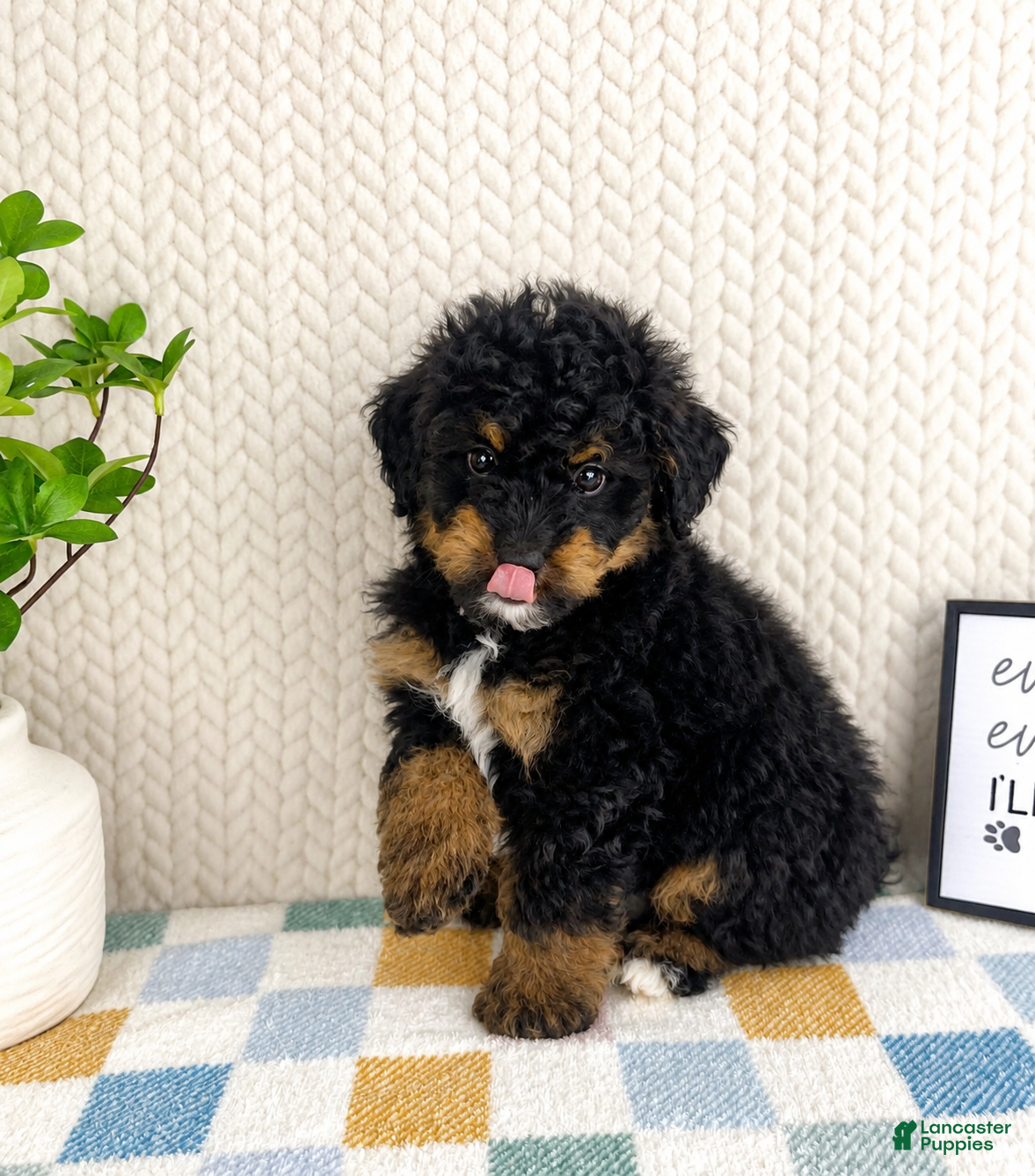 Mini Bernedoodle dogs Basil - Ad 22