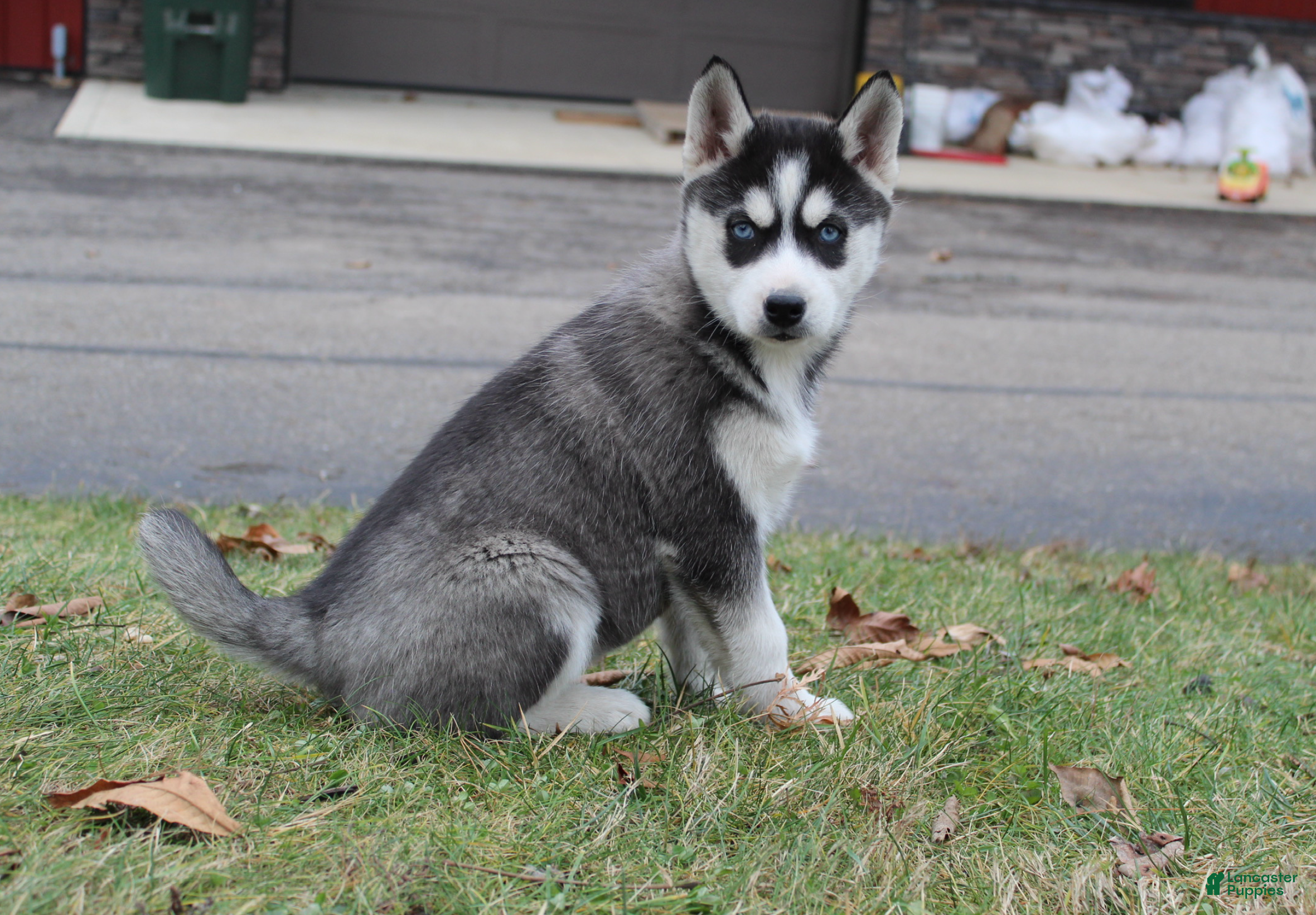 Siberian Husky dogs River - Ad 25