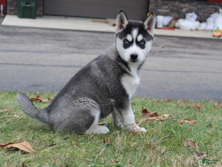 Siberian Husky dogs River - Ad 36