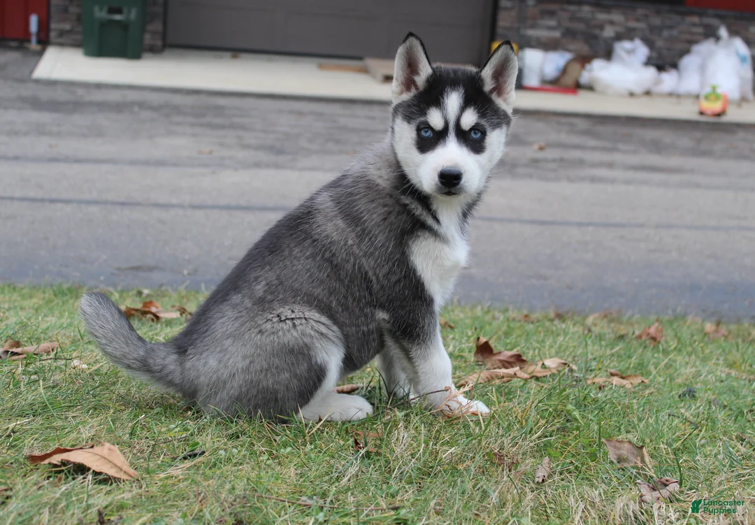Siberian Husky dogs for sale: River - Ad 1