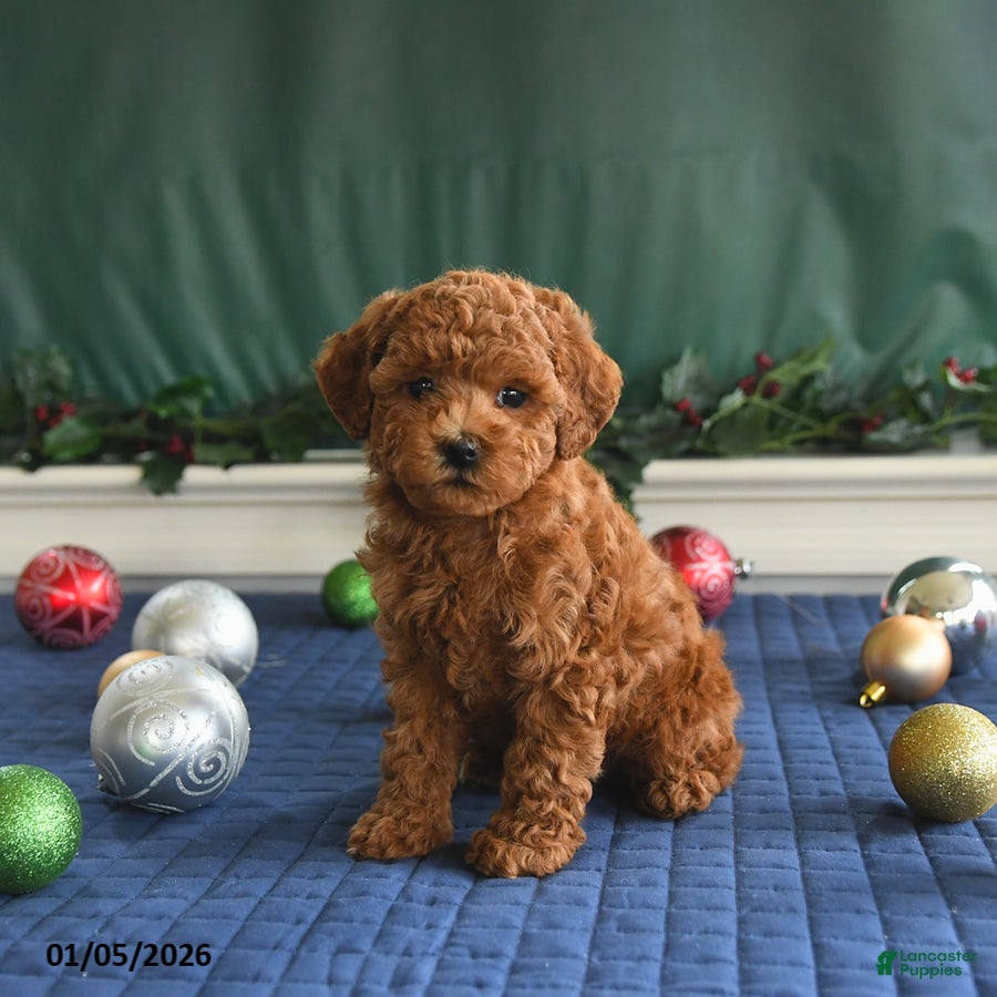 Toy Poodle dogs Pal   - Ad 26