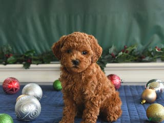 Toy Poodle dogs Pal - Ad 28