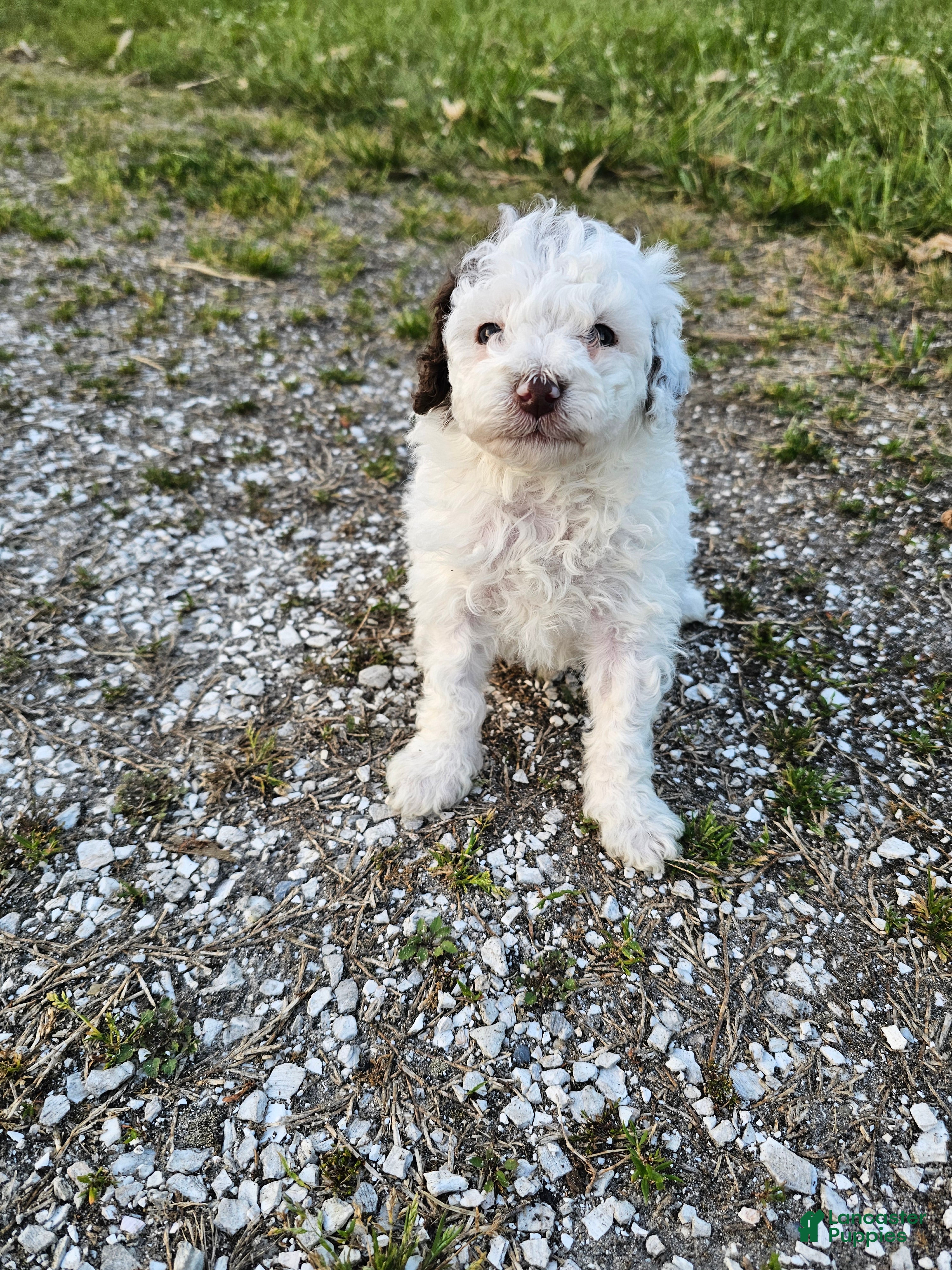 Mini Goldendoodle dogs Chip - Ad 2