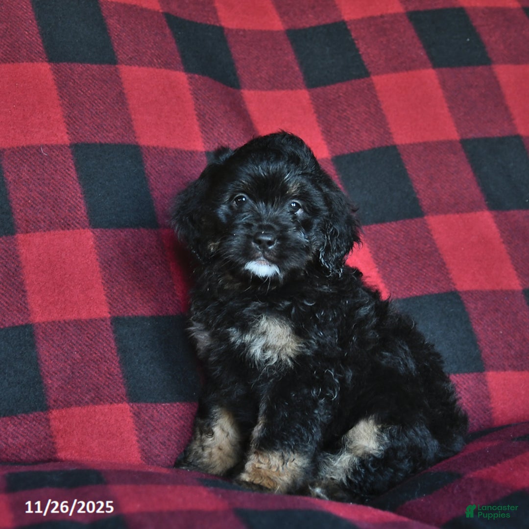 Mini Bernedoodle dogs for sale: Holly  - Ad 2