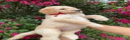 Goldendoodle dogs for sale: Mandy - Ad 2