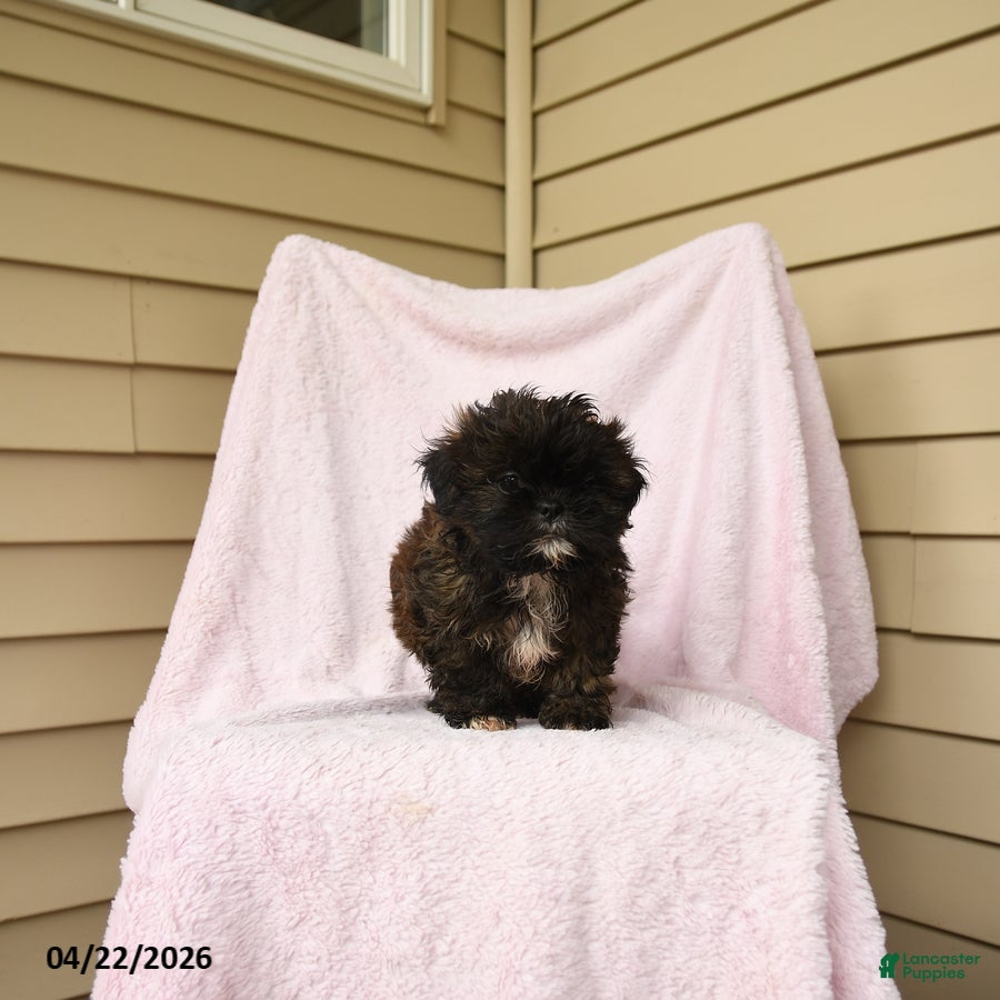Shihpoo dogs Marvin - Ad 1