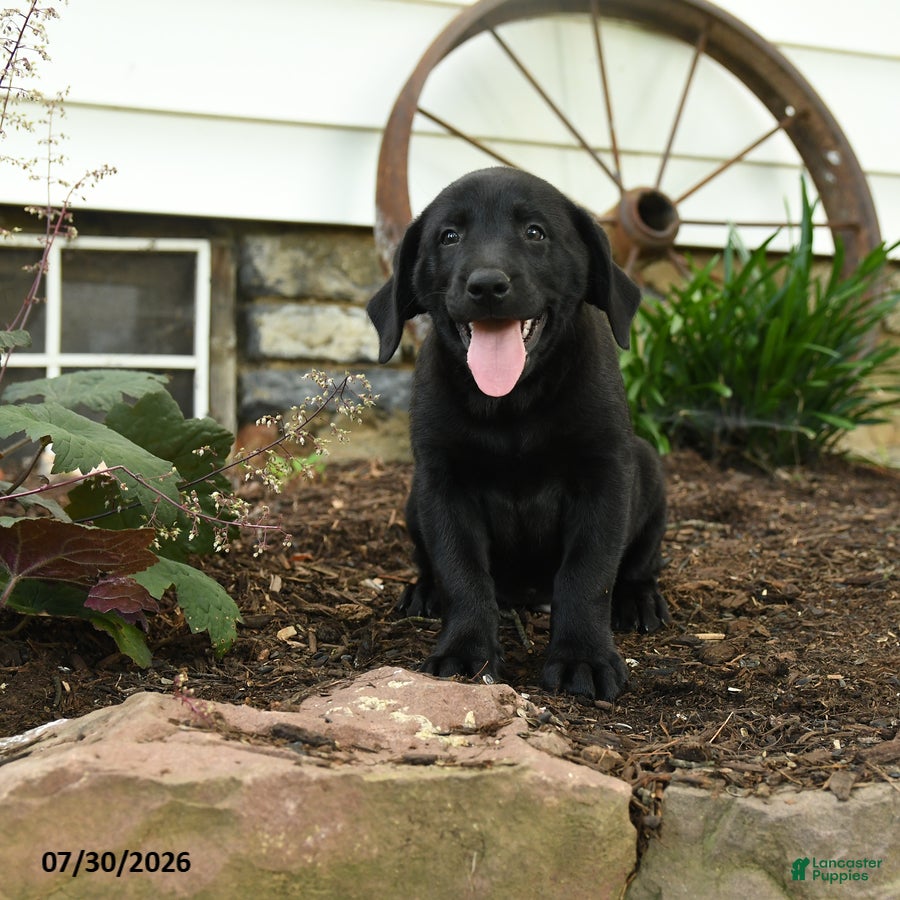 Labrador Retriever dogs Ford - Ad 1