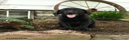 Labrador Retriever dogs for sale: Ford - Ad 1