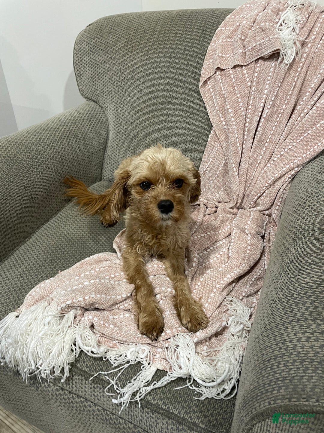 Cavapoo dogs for sale: Blaze - Ad 5