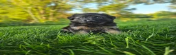 German Shepherd dogs for sale: Sosha  - Ad 6