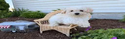 Bichpoo dogs for sale: Muddy - Ad 5