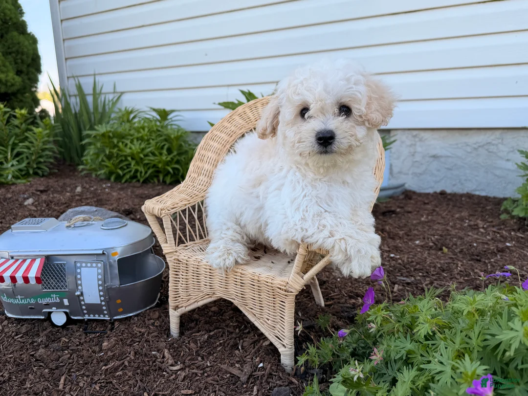 Bichpoo dogs for sale: Muddy - Ad 5