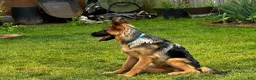 German Shepherd dogs for sale: German Shepherd 1 - Ad 3