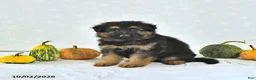 German Shepherd dogs for sale: Izzy - Ad 4