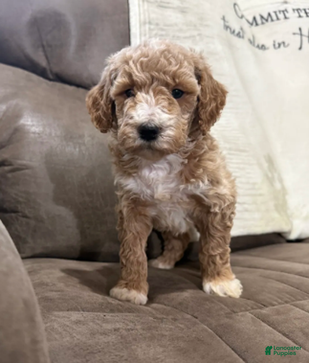 Miniature Poodle dogs for sale: Tucker - Ad 2