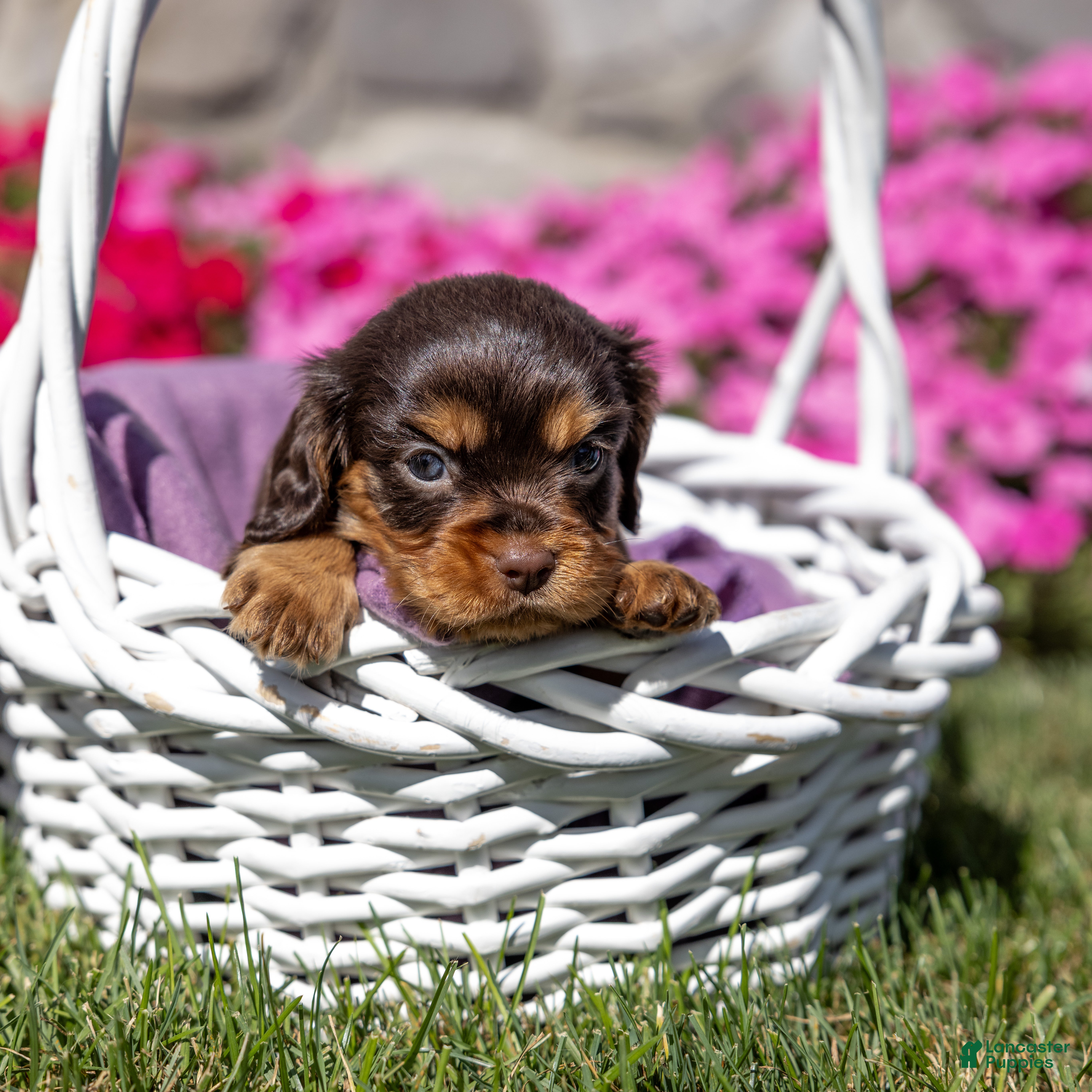 Cavalier King Charles Spaniel dogs Maisy - Ad 1