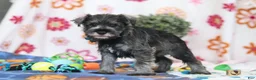 Miniature Schnauzer dogs for sale: Nolan - Ad 4