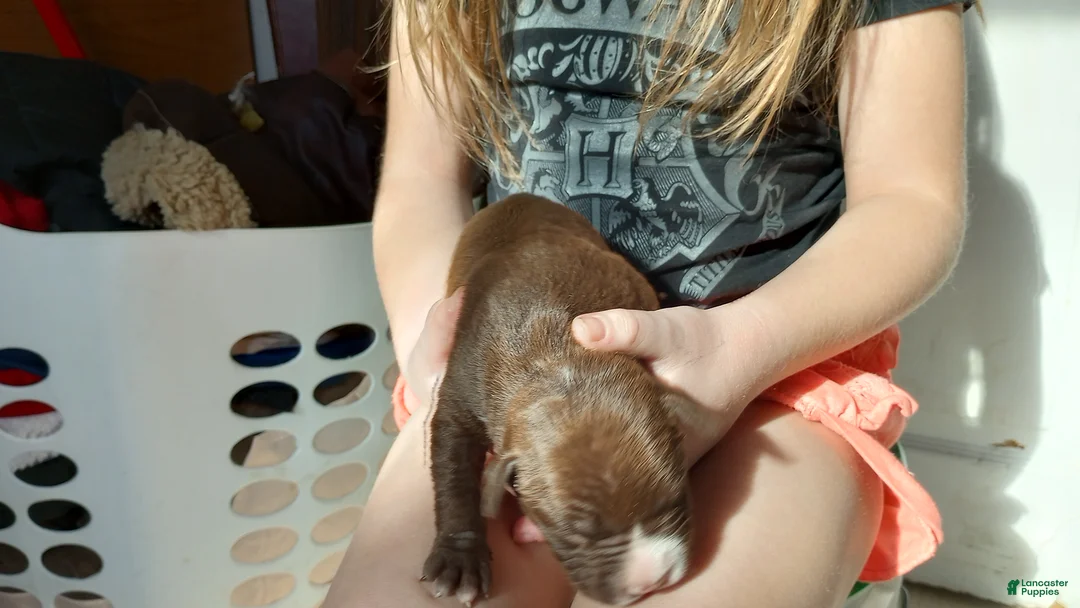 American Bully dogs for sale: Tyler Kaysak - Ad 1