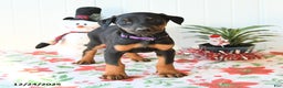 Doberman Pinscher dogs for sale: Bluebell - Ad 3