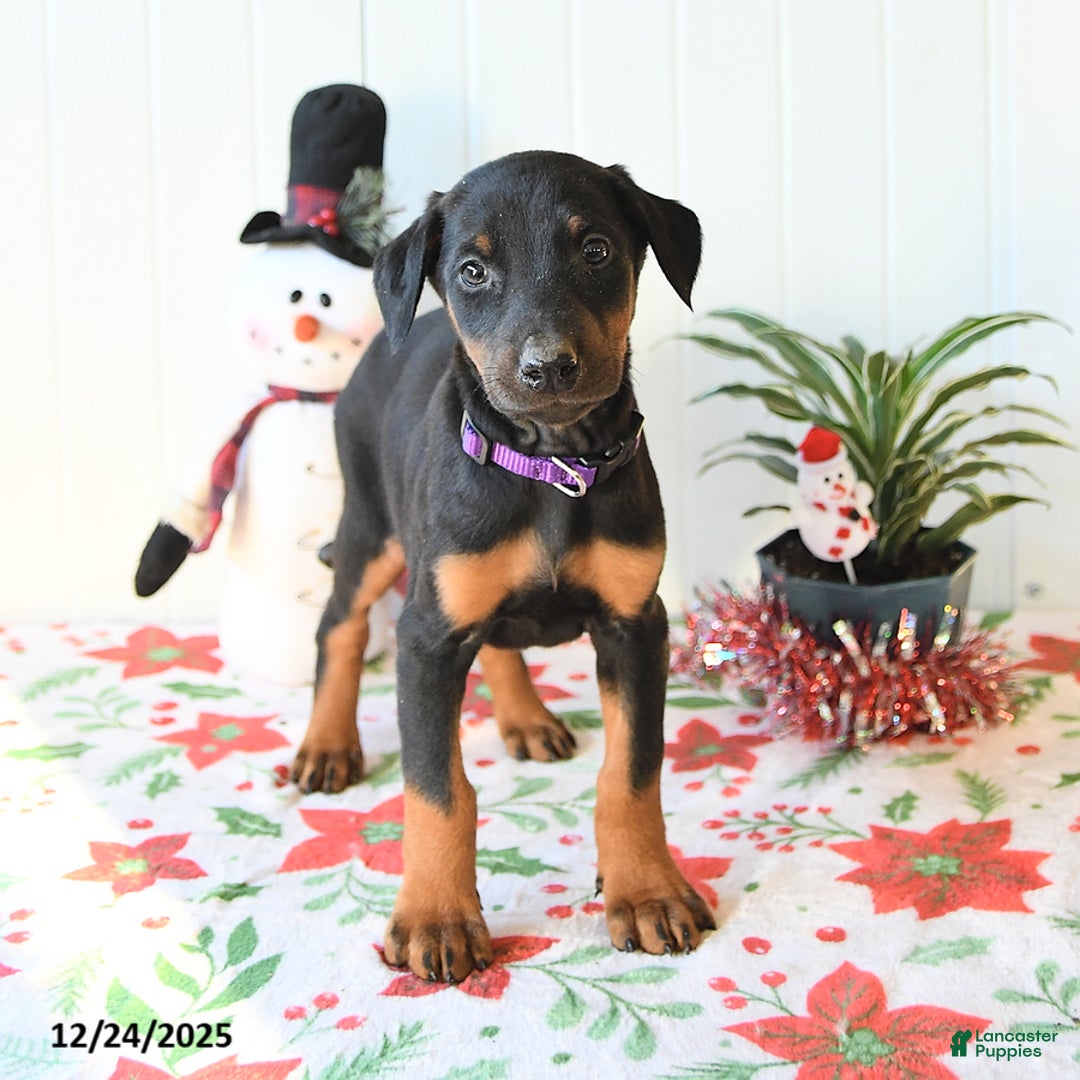 Doberman Pinscher dogs for sale: Bluebell - Ad 3