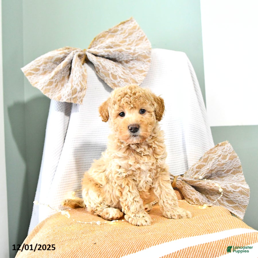 Miniature Poodle dogs Archie - Ad 8