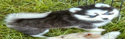 Pomsky dogs for sale: Raya - Ad 5