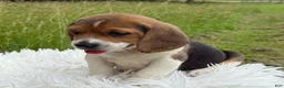Beagle dogs for sale: Aspen - Ad 9