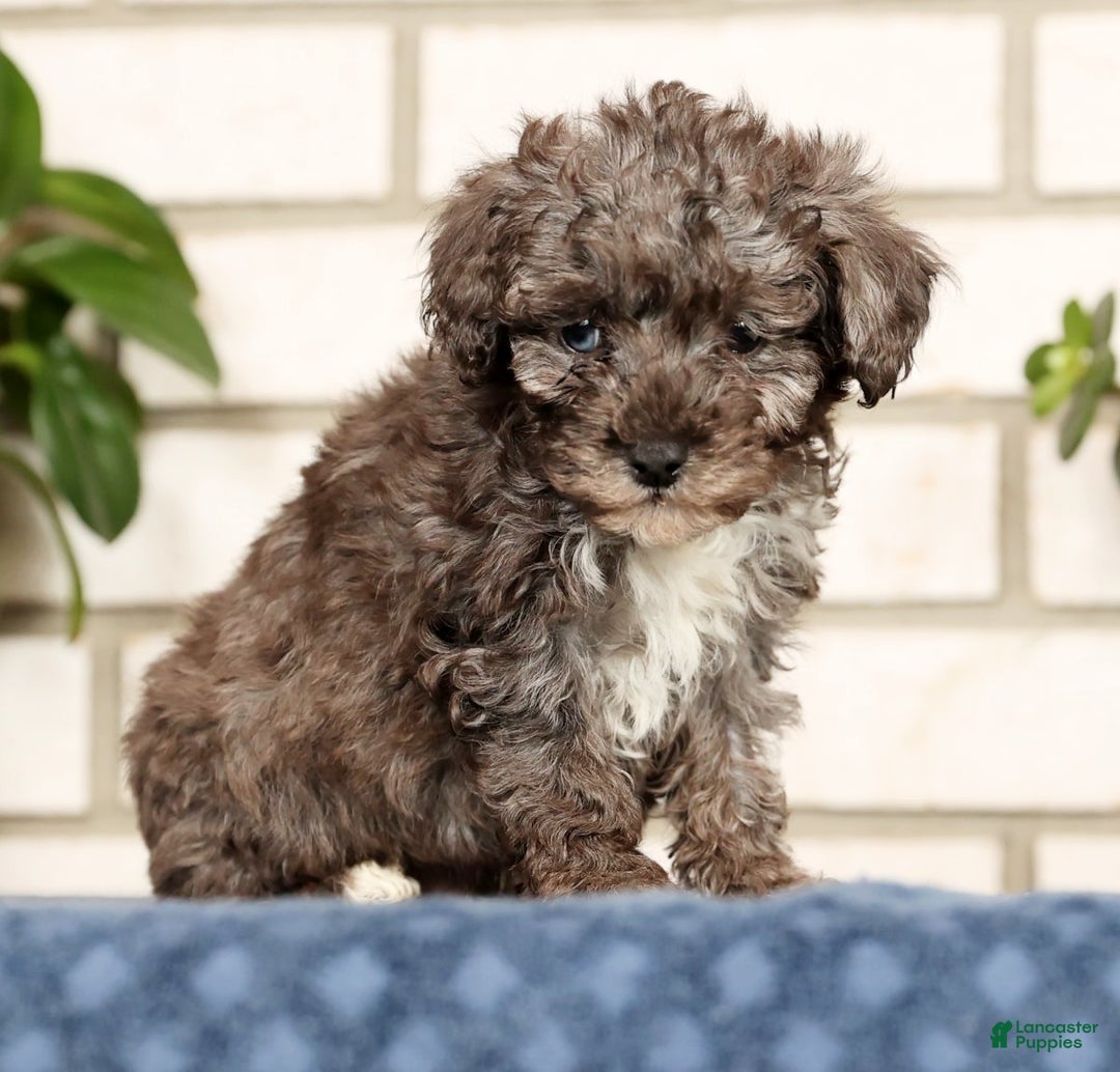 Havapoo dogs for sale: Evan - Ad 6