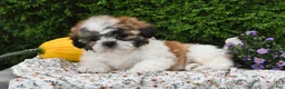Teddy Bear dogs for sale: Tiger - Ad 5