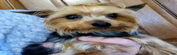 Yorkshire Terrier dogs for sale: Dynamite Zenith - Ad 6