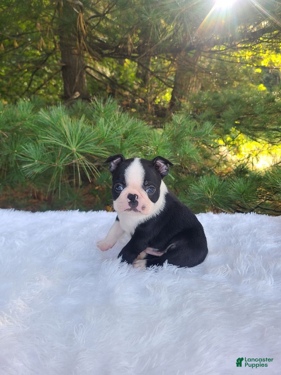 Boston Terrier dogs Pepper - Ad 2